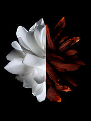 L'INTERDIT ROUGE - SET